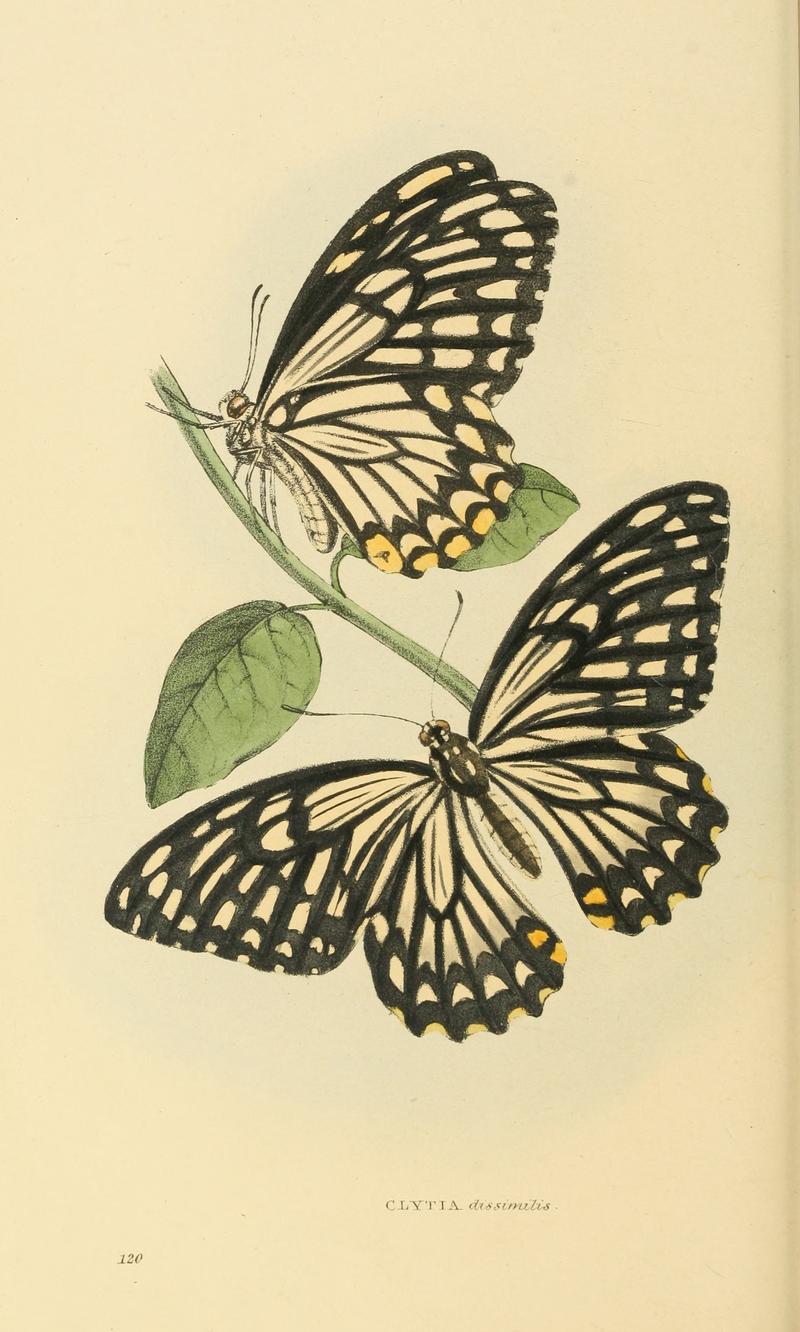 Zoological Illustrations Volume III Series 2 120