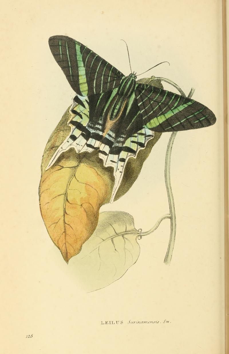 Zoological Illustrations Volume III Series 2 125