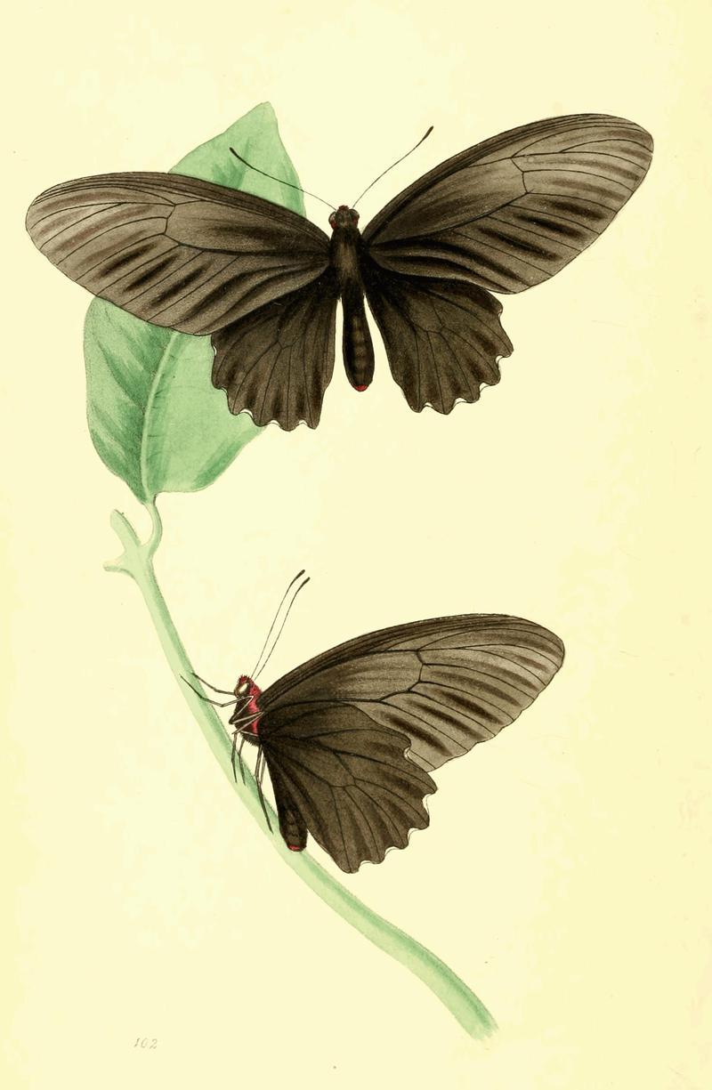 Zoological Illustrations Volume II Plate 102