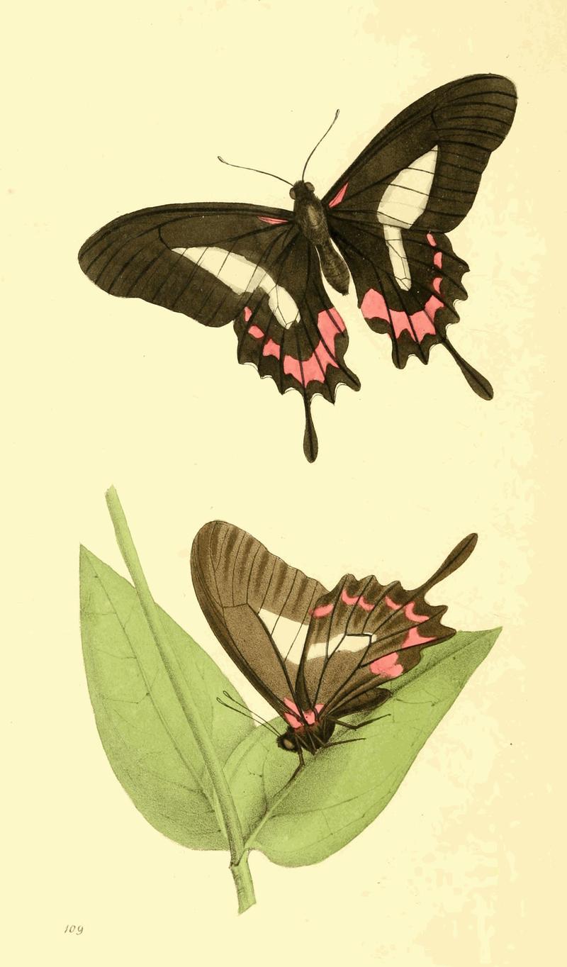 Zoological Illustrations Volume II Plate 109