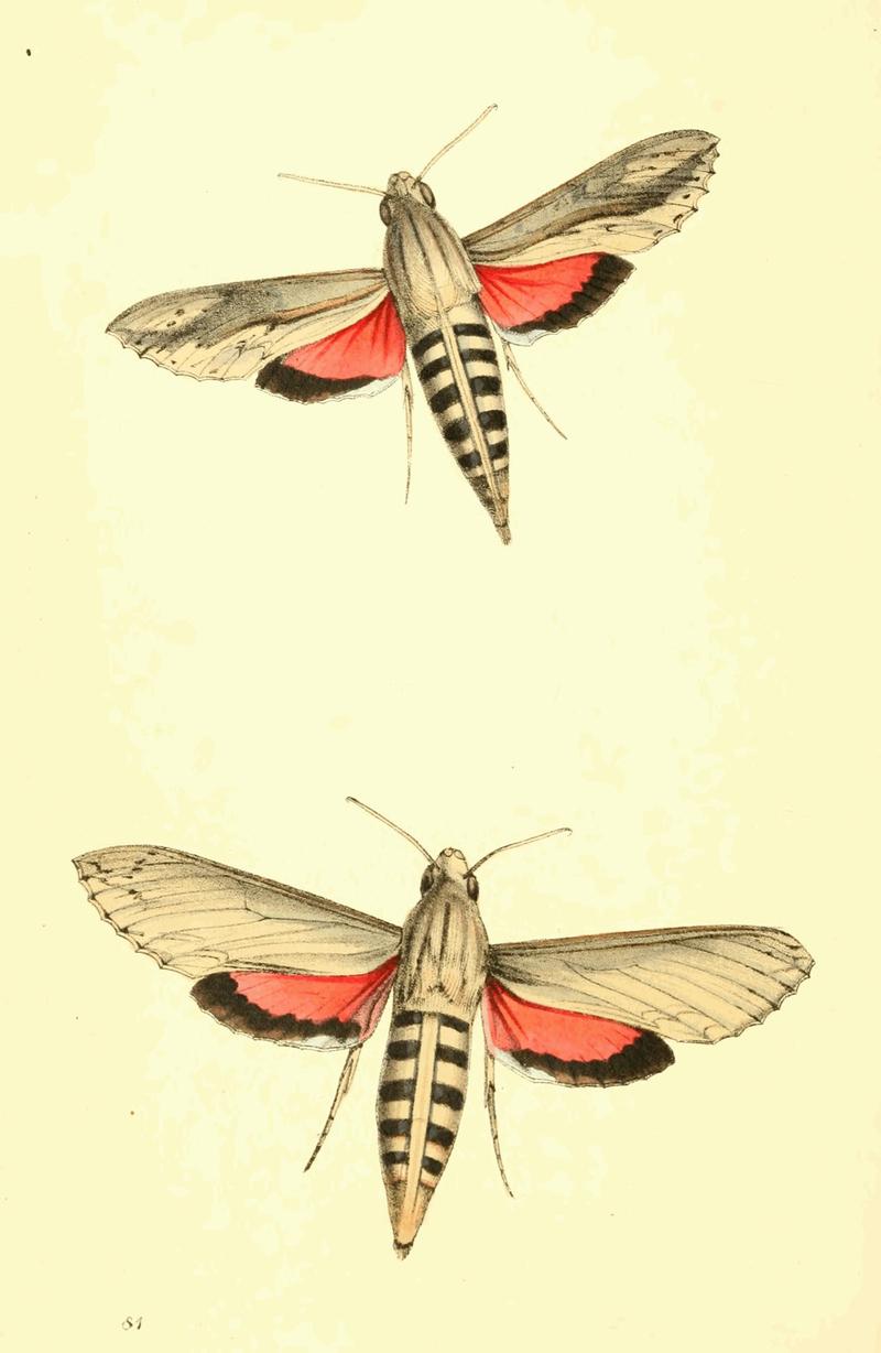 Zoological Illustrations Volume II Plate 81