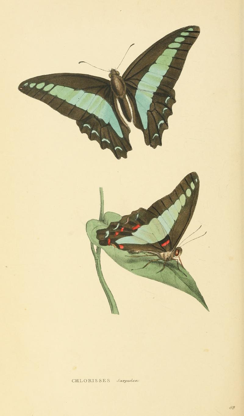 Zoological Illustrations Volume II Series 2 089