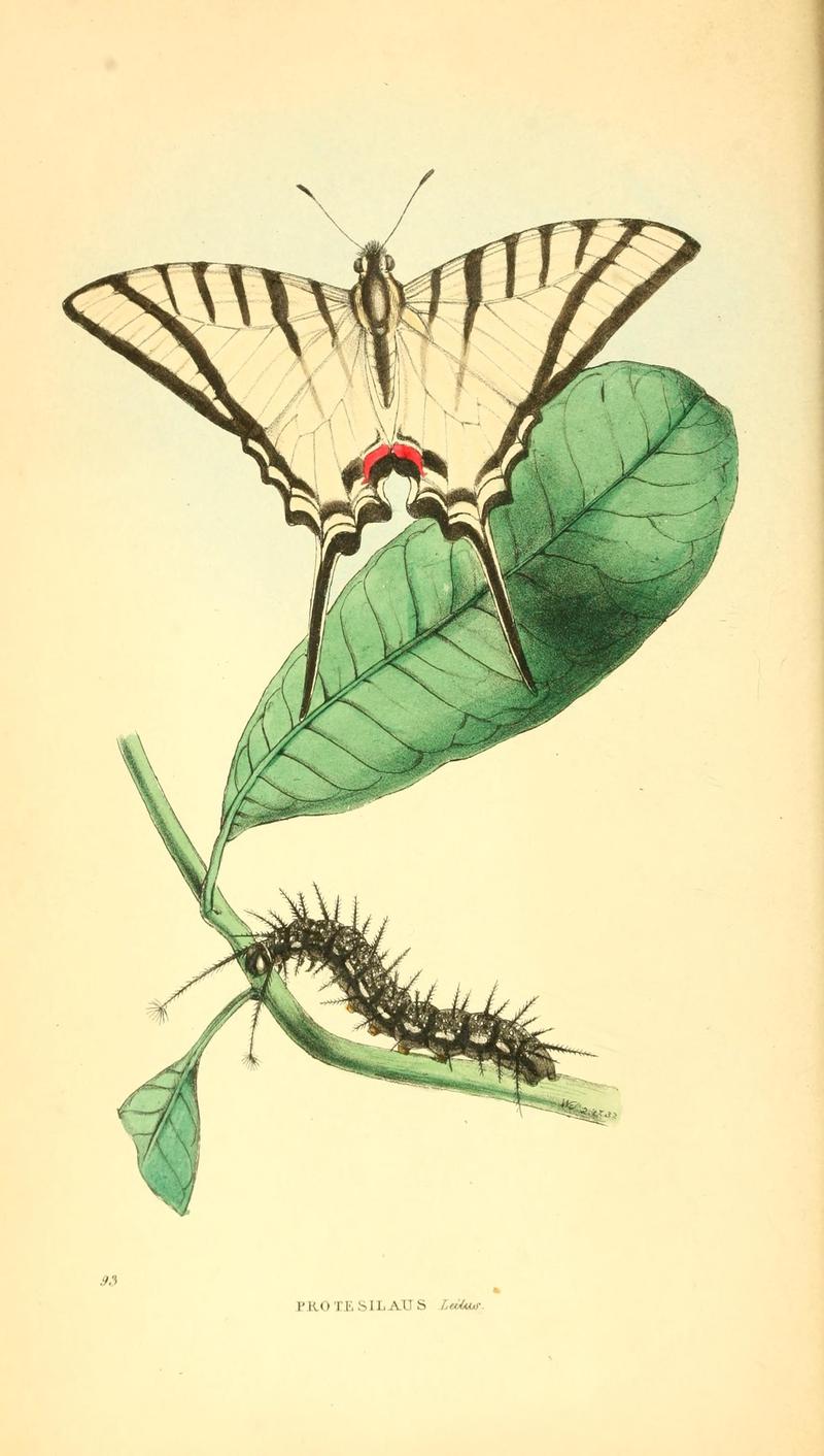 Zoological illustrations, or, Original figures and descriptions of new, rare, or interesting animals, selected chiefly from the classes of ornithology, entomology, and conchology, and arranged (10154206824)