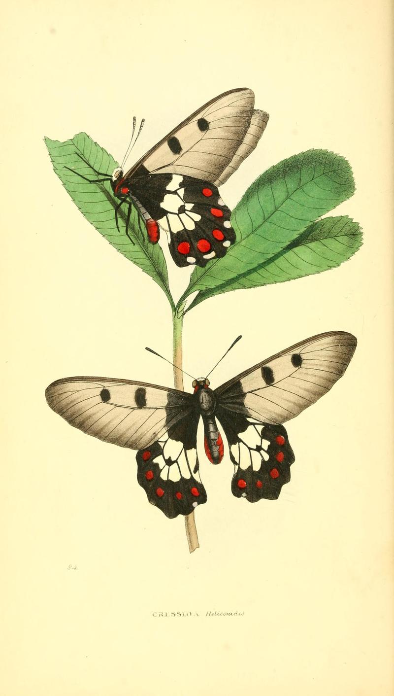 Zoological illustrations, or, Original figures and descriptions of new, rare, or interesting animals, selected chiefly from the classes of ornithology, entomology, and conchology, and arranged (10154210604)