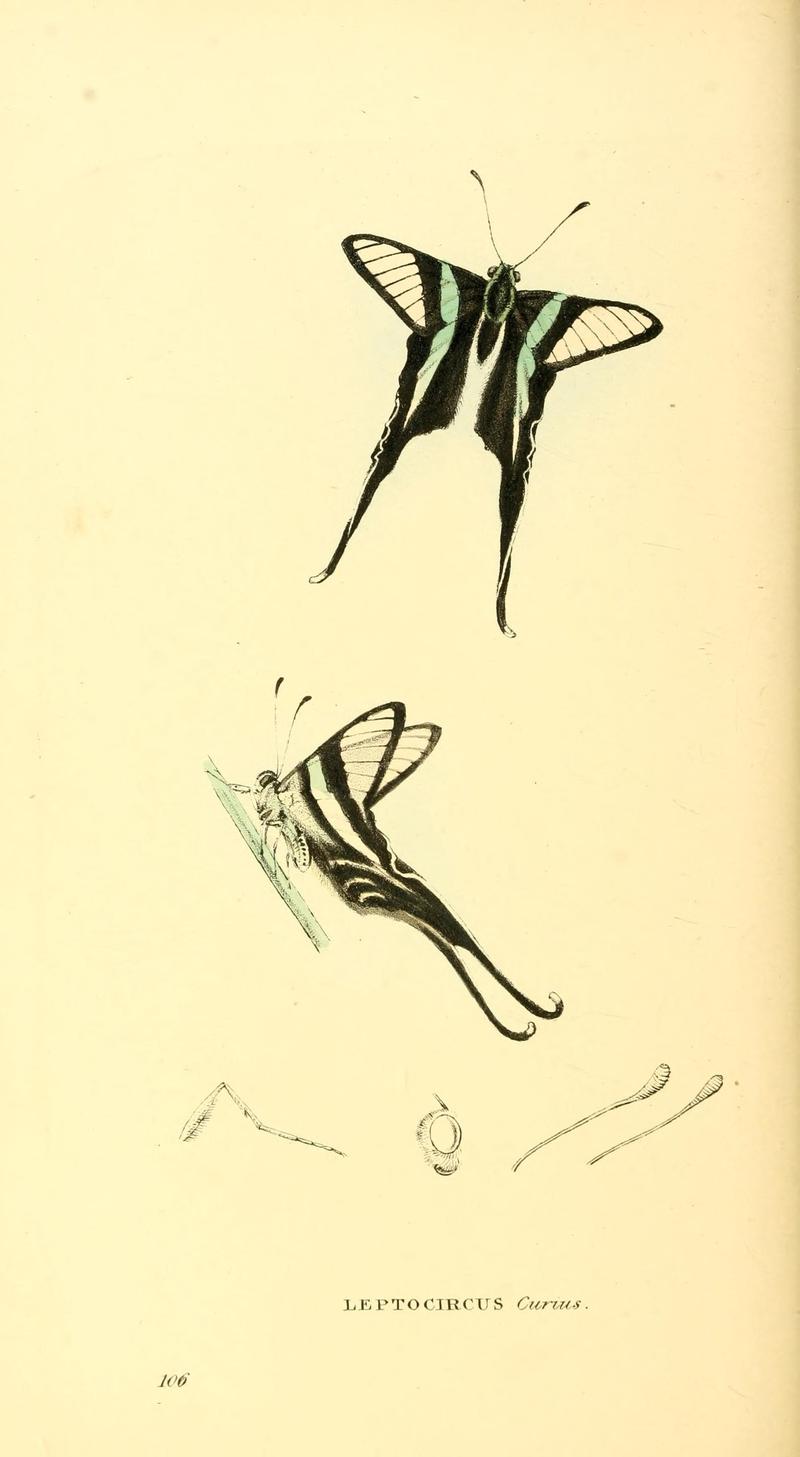 Zoological illustrations, or, Original figures and descriptions of new, rare, or interesting animals, selected chiefly from the classes of ornithology, entomology, and conchology, and arranged (10154337785)