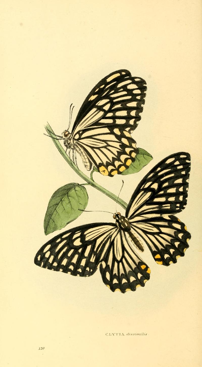 Zoological illustrations, or, Original figures and descriptions of new, rare, or interesting animals, selected chiefly from the classes of ornithology, entomology, and conchology, and arranged (10154384755)