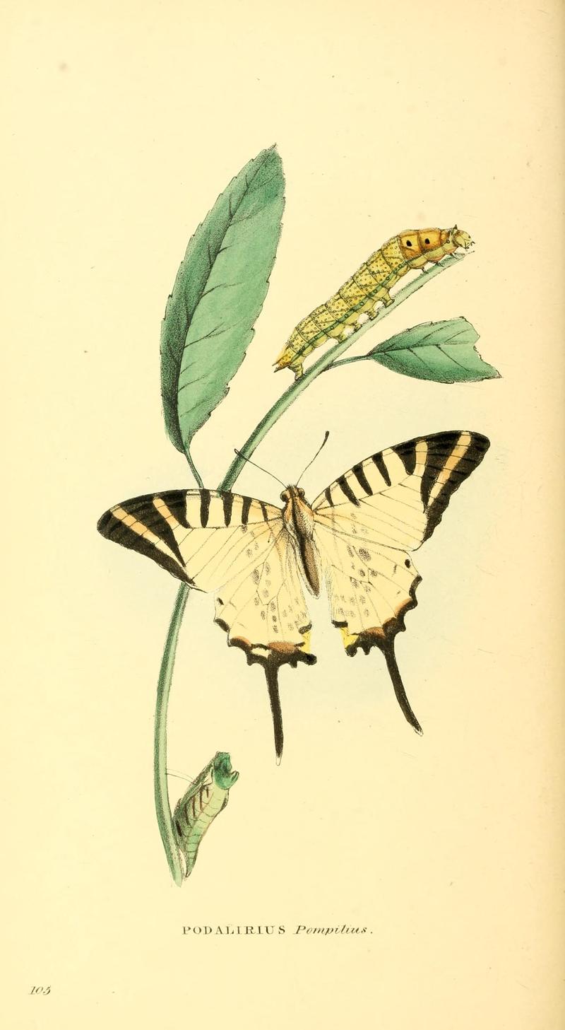 Zoological illustrations, or, Original figures and descriptions of new, rare, or interesting animals, selected chiefly from the classes of ornithology, entomology, and conchology, and arranged (10154423236)