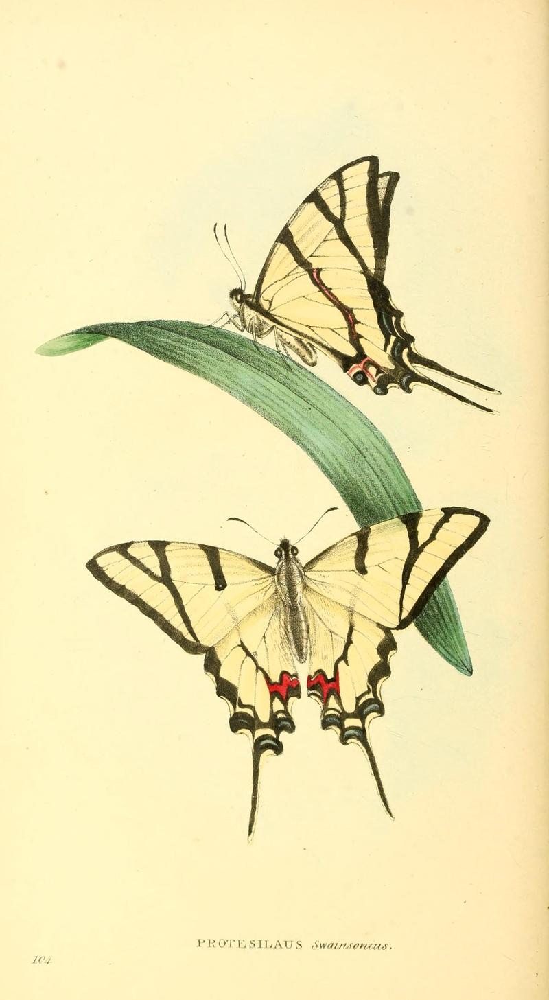 Zoological illustrations, or, Original figures and descriptions of new, rare, or interesting animals, selected chiefly from the classes of ornithology, entomology, and conchology, and arranged (10154471993)
