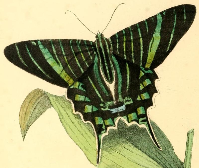 Zoological illustrations, or, Original figures and descriptions of new, rare, or interesting animals, selected chiefly from the classes of ornithology, entomology, and conchology, and arranged (10154545153) (cropped)