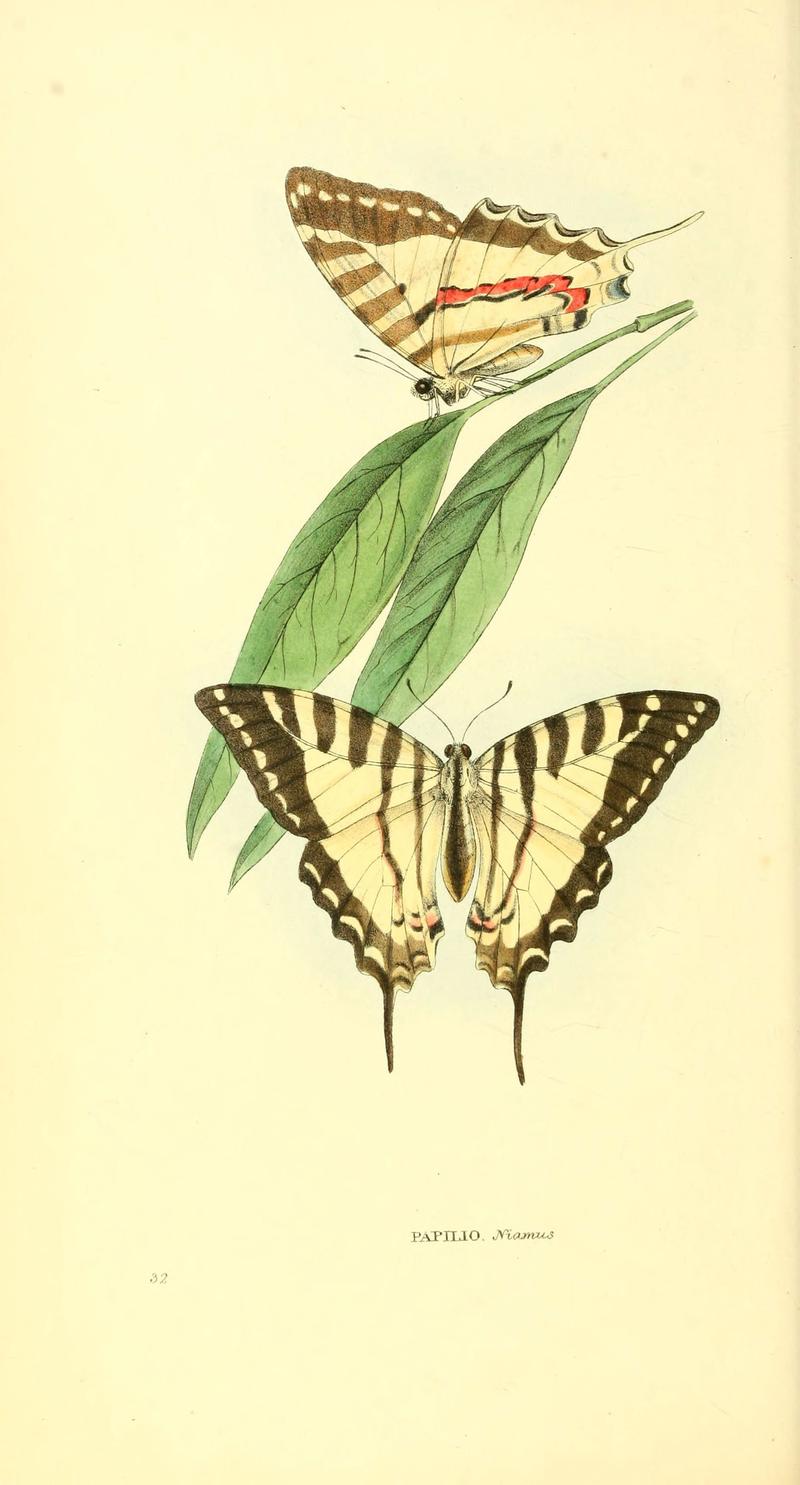 Zoological illustrations, or, Original figures and descriptions of new, rare, or interesting animals, selected chiefly from the classes of ornithology, entomology, and conchology, and arranged (Plate 32) (6197661503)
