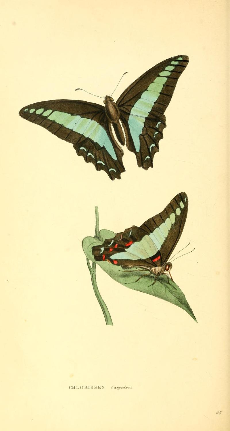 Zoological illustrations, or, Original figures and descriptions of new, rare, or interesting animals, selected chiefly from the classes of ornithology, entomology, and conchology, and arranged (Plate 89) (8006525366)