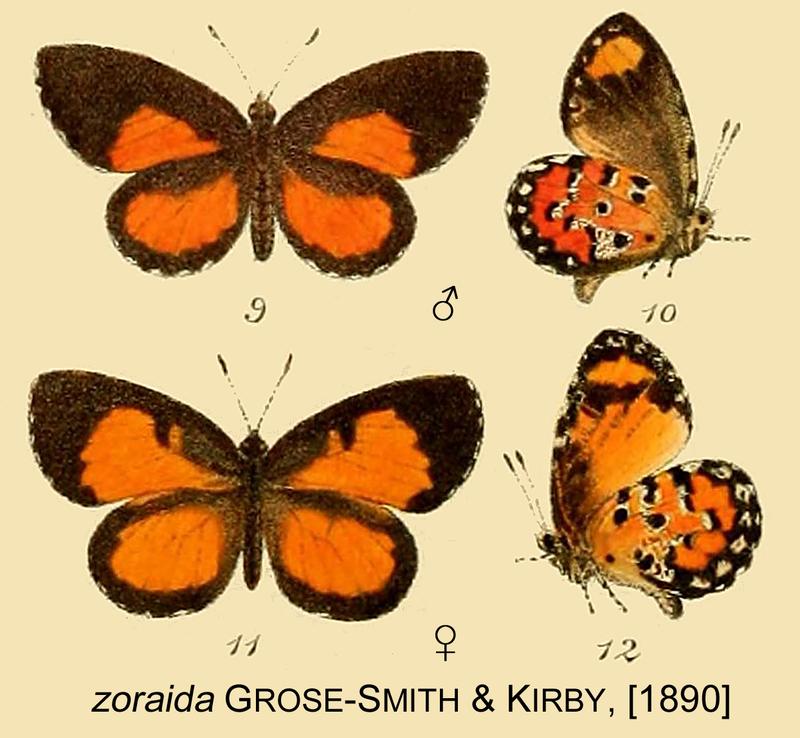 Pseuderesia zoraida in Rhopalocera Exotica