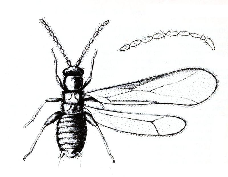 Zorotypus hubbardi 1