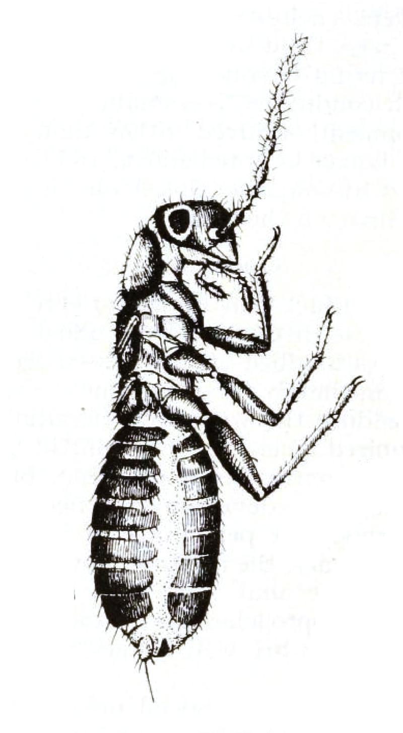 Zorotypus hubbardi 2