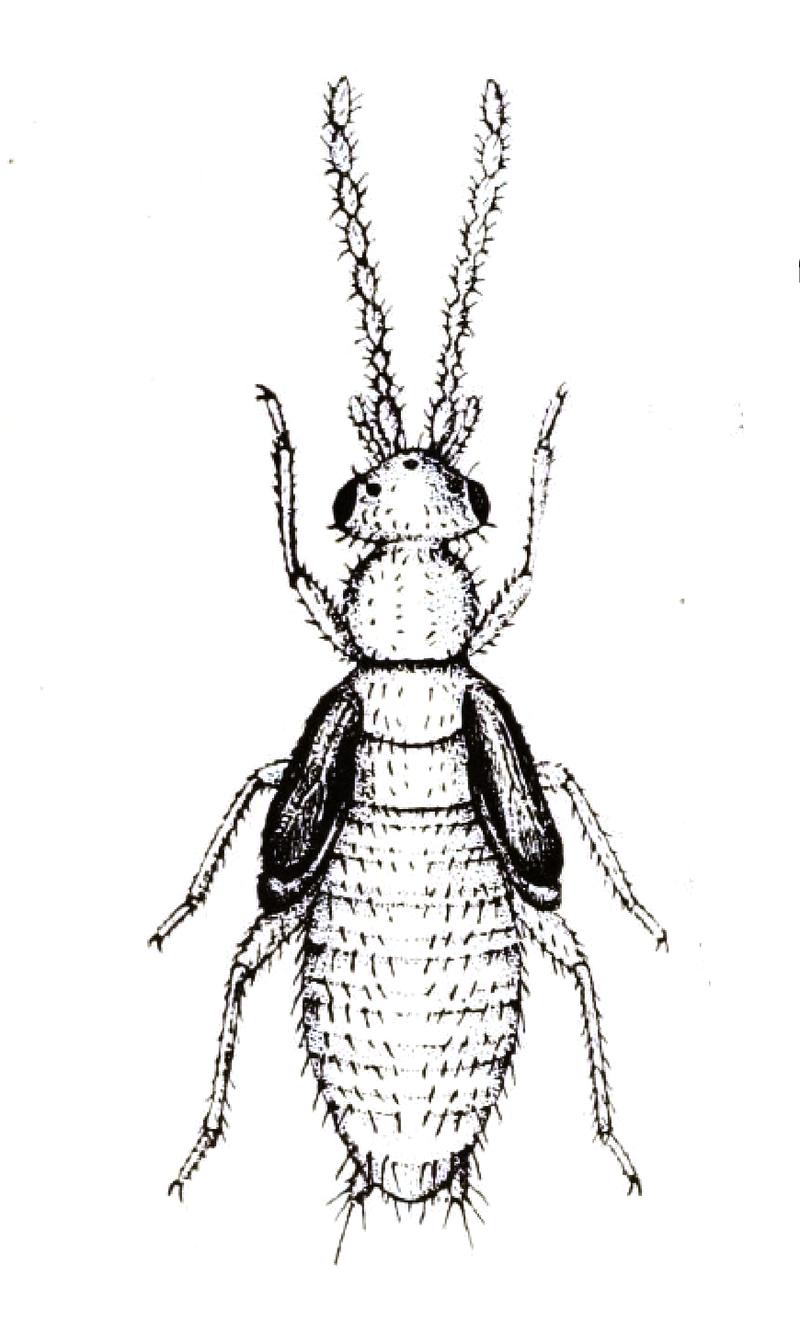 Zorotypus hubbardi 3