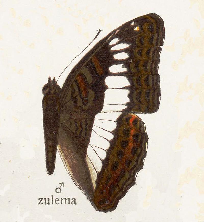 Zulema