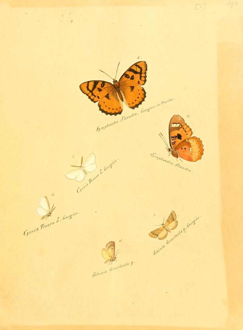 Zuträge zur Sammlung exotischer Schmettlinge (sic) (Plate 1) (6105778671)