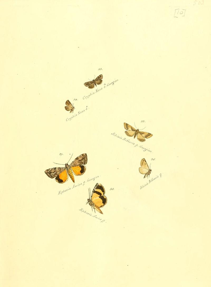Zuträge zur Sammlung exotischer Schmettlinge (sic) (Plate 10) (6106325458)