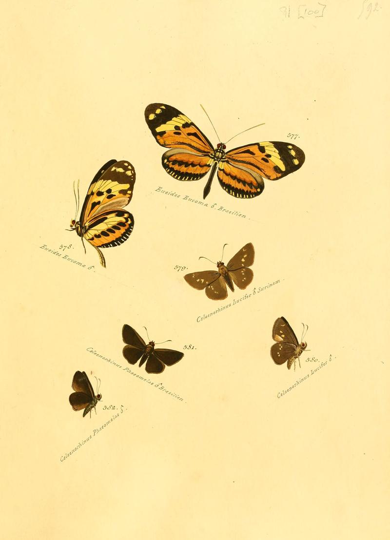 Zuträge zur Sammlung exotischer Schmettlinge (sic) (Plate 100) (6106448230)