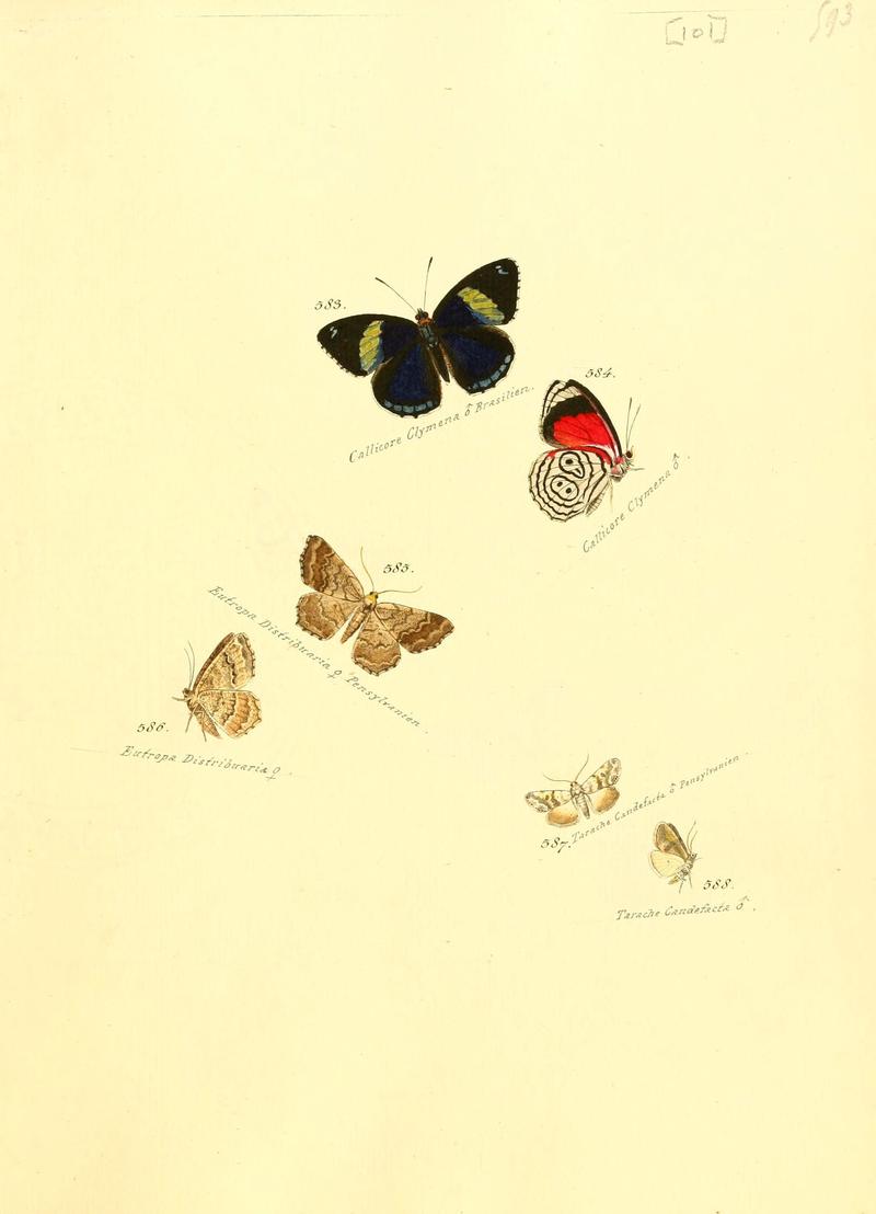 Zuträge zur Sammlung exotischer Schmettlinge (sic) (Plate 101) (6105903029)