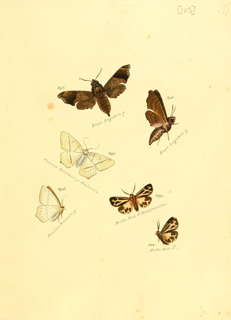 Zuträge zur Sammlung exotischer Schmettlinge (sic) (Plate 103) (6105903641)