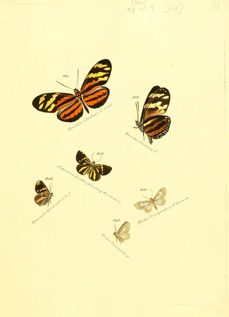 Zuträge zur Sammlung exotischer Schmettlinge (sic) (Plate 104) (6106449656)