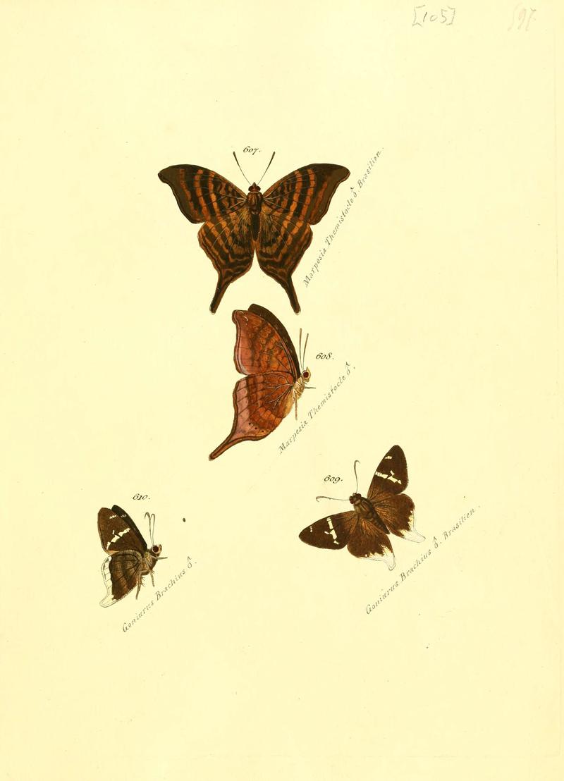 Zuträge zur Sammlung exotischer Schmettlinge (sic) (Plate 105) (6106449862)