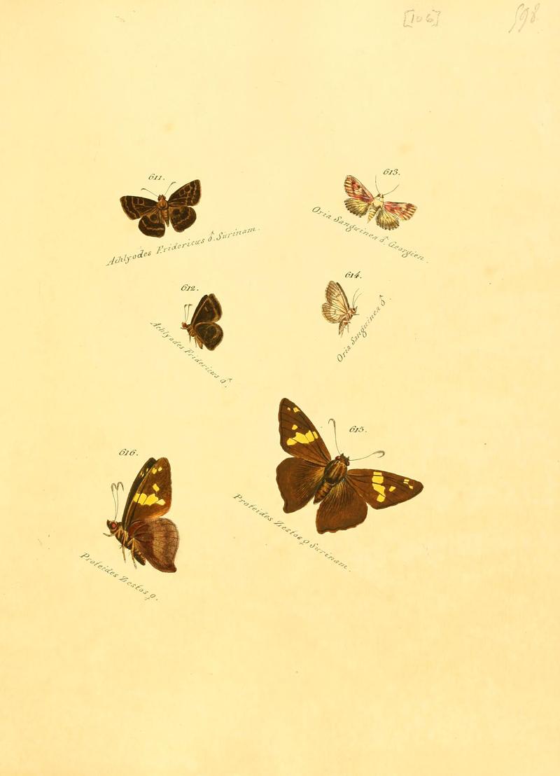 Zuträge zur Sammlung exotischer Schmettlinge (sic) (Plate 106) (6106450132)