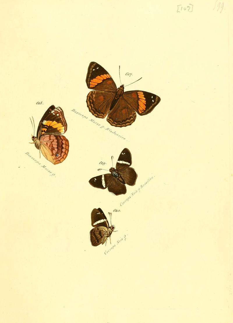 Zuträge zur Sammlung exotischer Schmettlinge (sic) (Plate 107) (6105904955)