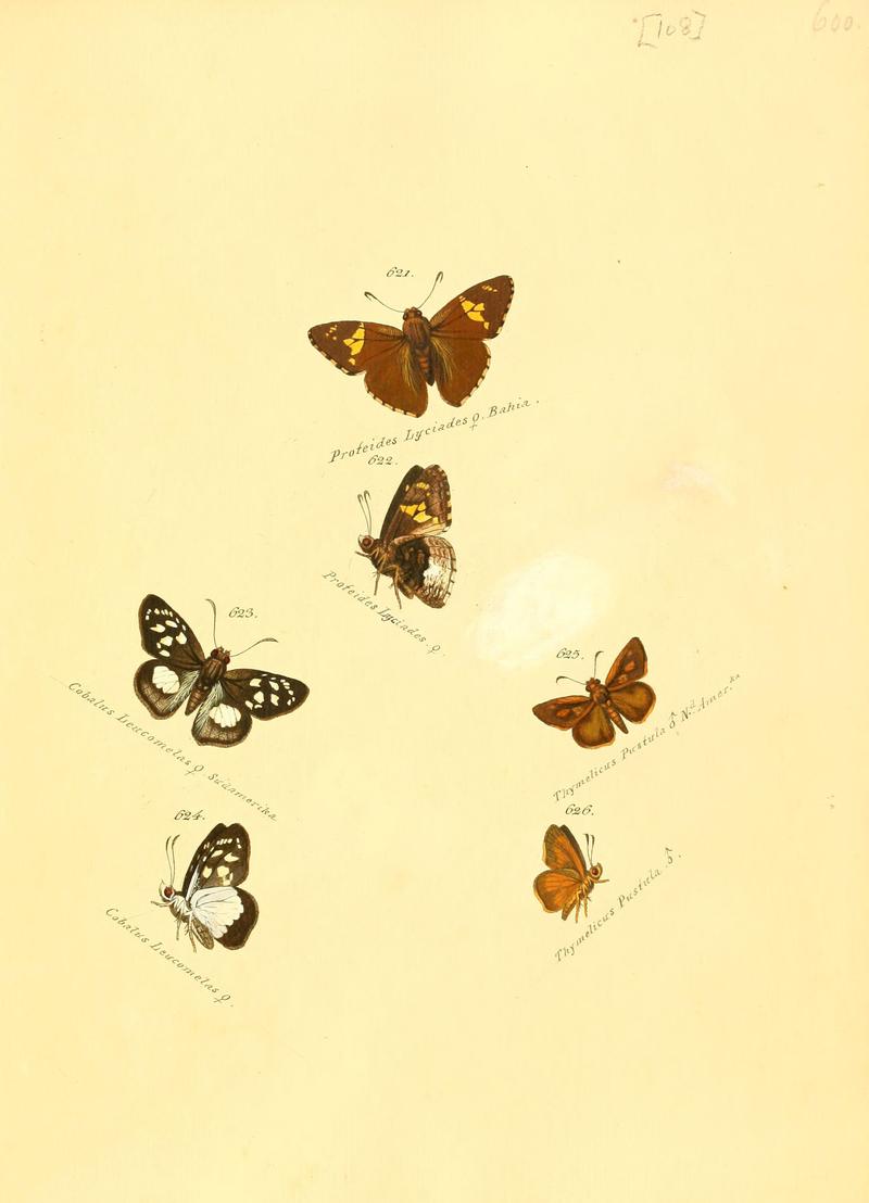 Zuträge zur Sammlung exotischer Schmettlinge (sic) (Plate 108) (6106450710)