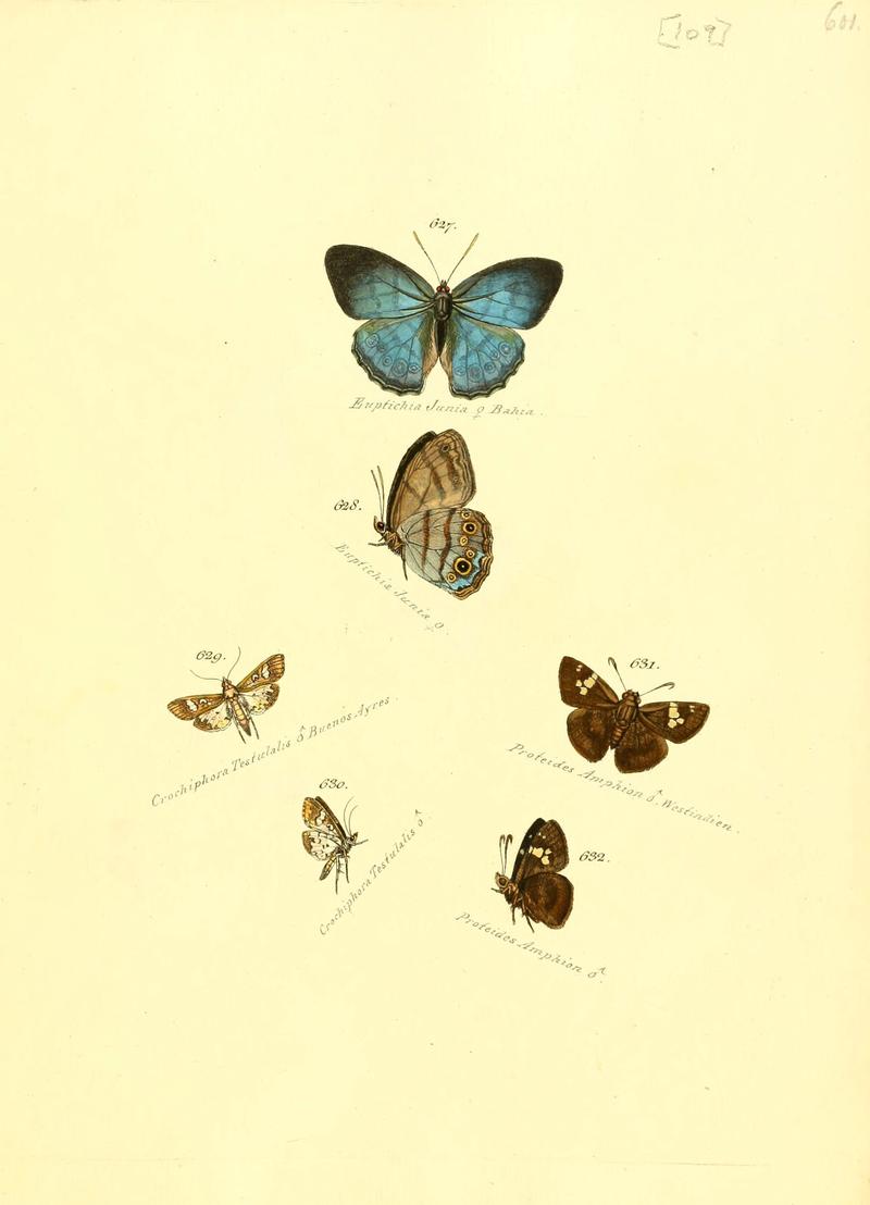 Zuträge zur Sammlung exotischer Schmettlinge (sic) (Plate 109) (6105905523)