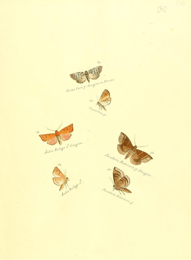 Zuträge zur Sammlung exotischer Schmettlinge (sic) (Plate 11) (6105781405)