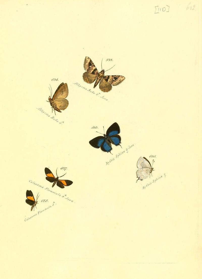 Zuträge zur Sammlung exotischer Schmettlinge (sic) (Plate 110) (6106451180)