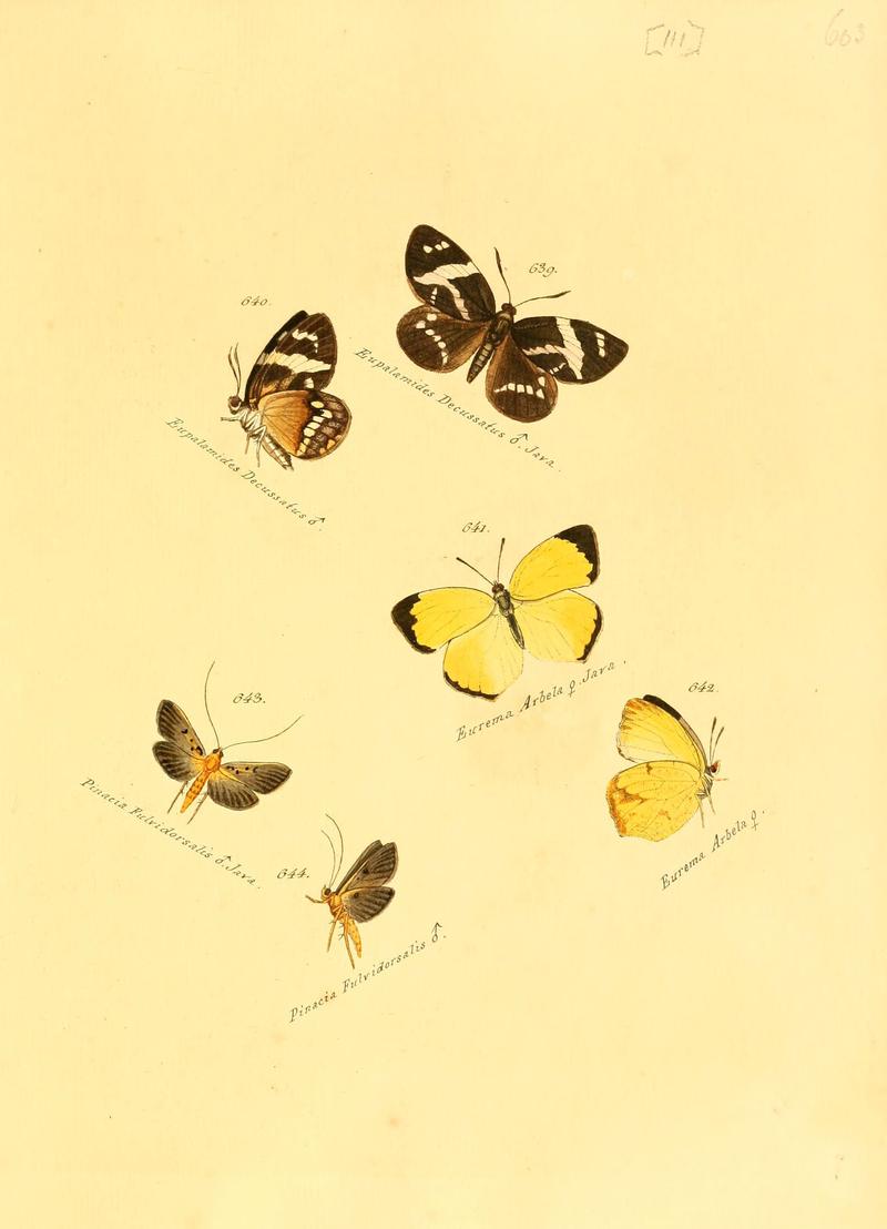 Zuträge zur Sammlung exotischer Schmettlinge (sic) (Plate 111) (6106451490)