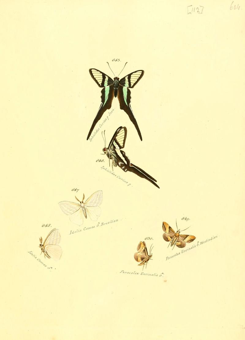 Zuträge zur Sammlung exotischer Schmettlinge (sic) (Plate 112) (6106451694)