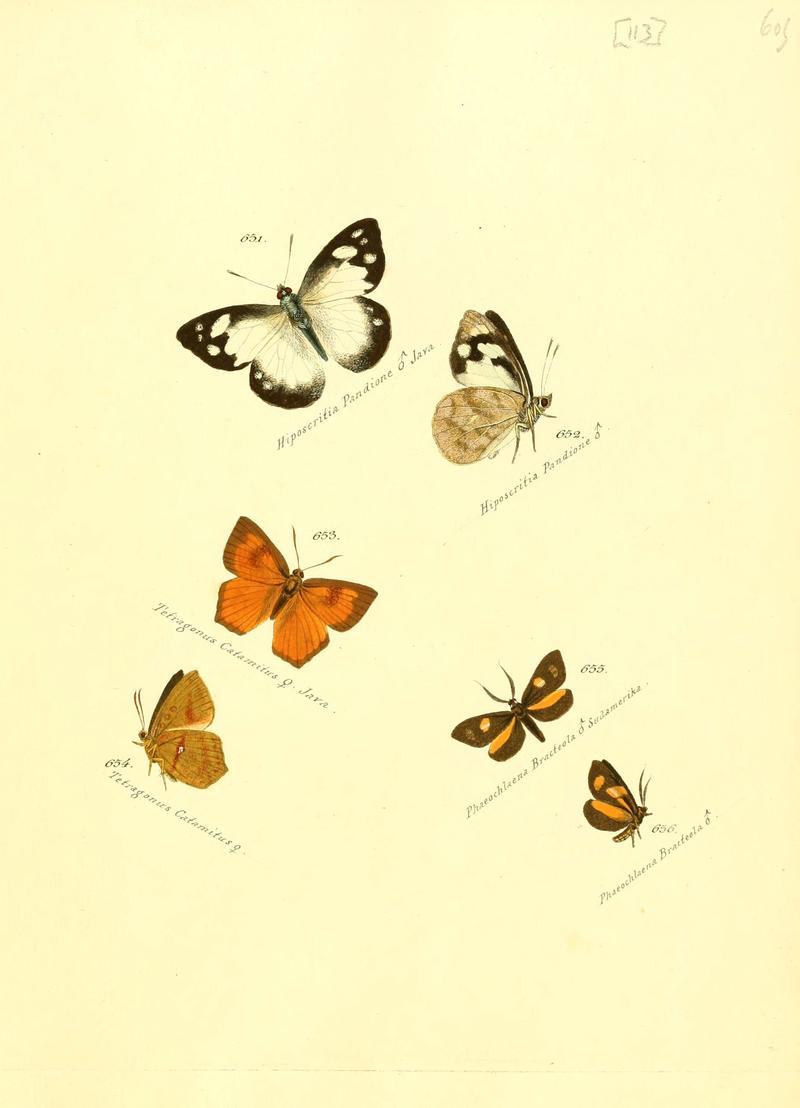 Zuträge zur Sammlung exotischer Schmettlinge (sic) (Plate 113) (6105906647)