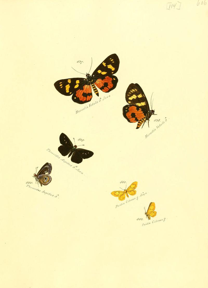 Zuträge zur Sammlung exotischer Schmettlinge (sic) (Plate 114) (6105906867)