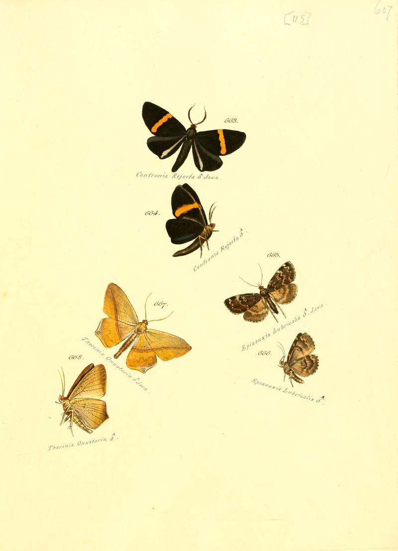 Zuträge zur Sammlung exotischer Schmettlinge (sic) (Plate 115) (6106452462)
