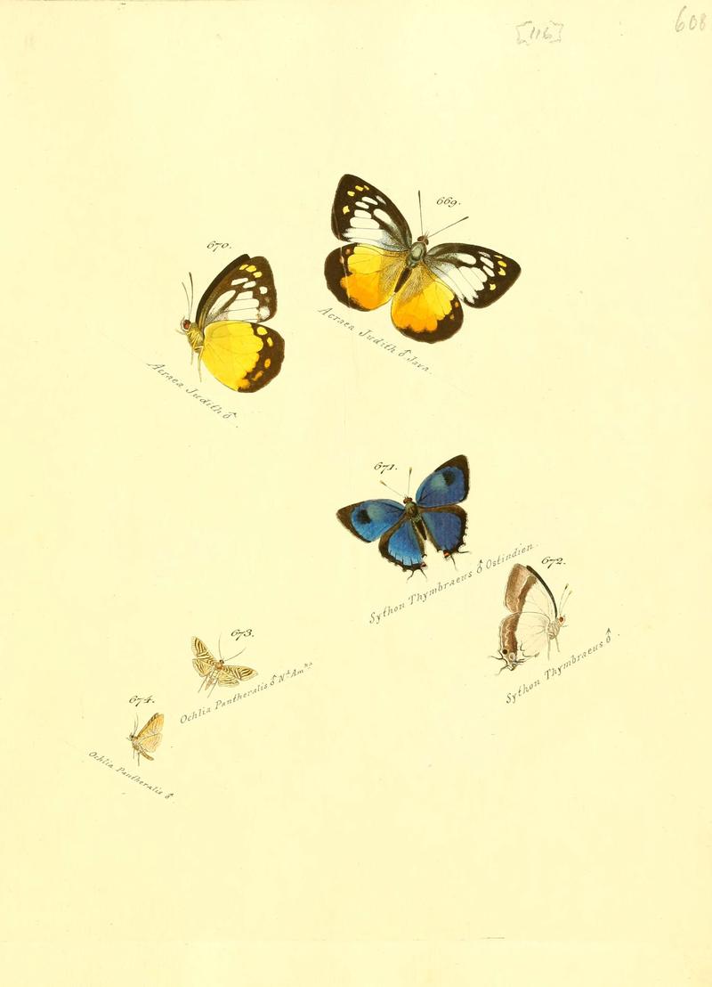 Zuträge zur Sammlung exotischer Schmettlinge (sic) (Plate 116) (6106455616)