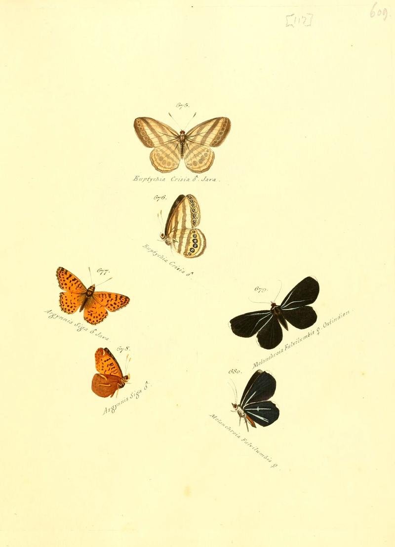 Zuträge zur Sammlung exotischer Schmettlinge (sic) (Plate 117) (6105910401)