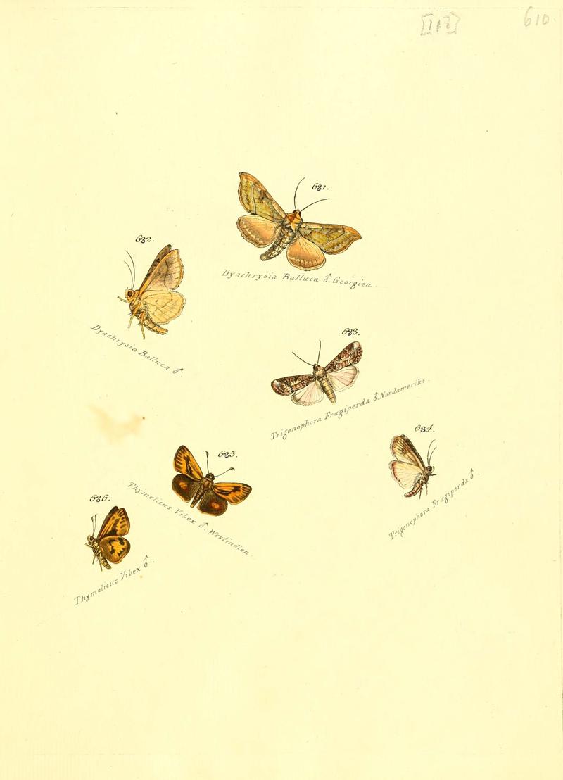 Zuträge zur Sammlung exotischer Schmettlinge (sic) (Plate 118) (6105910677)