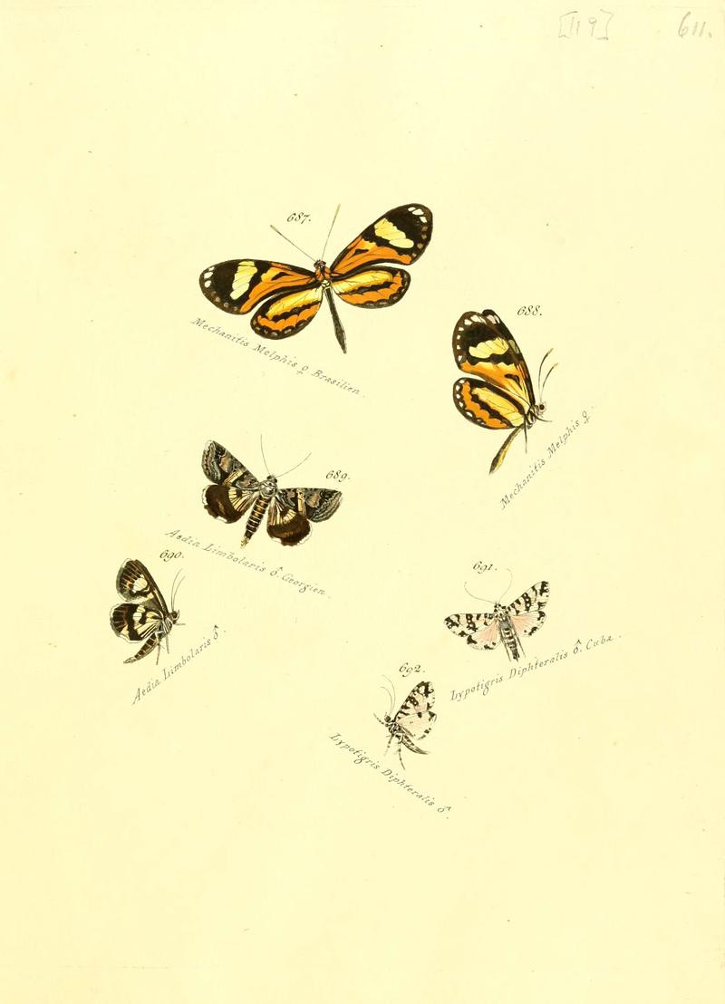 Zuträge zur Sammlung exotischer Schmettlinge (sic) (Plate 119) (6106456498)