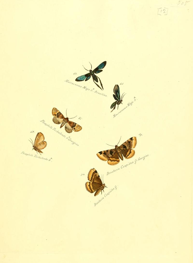 Zuträge zur Sammlung exotischer Schmettlinge (sic) (Plate 12) (6105781619)