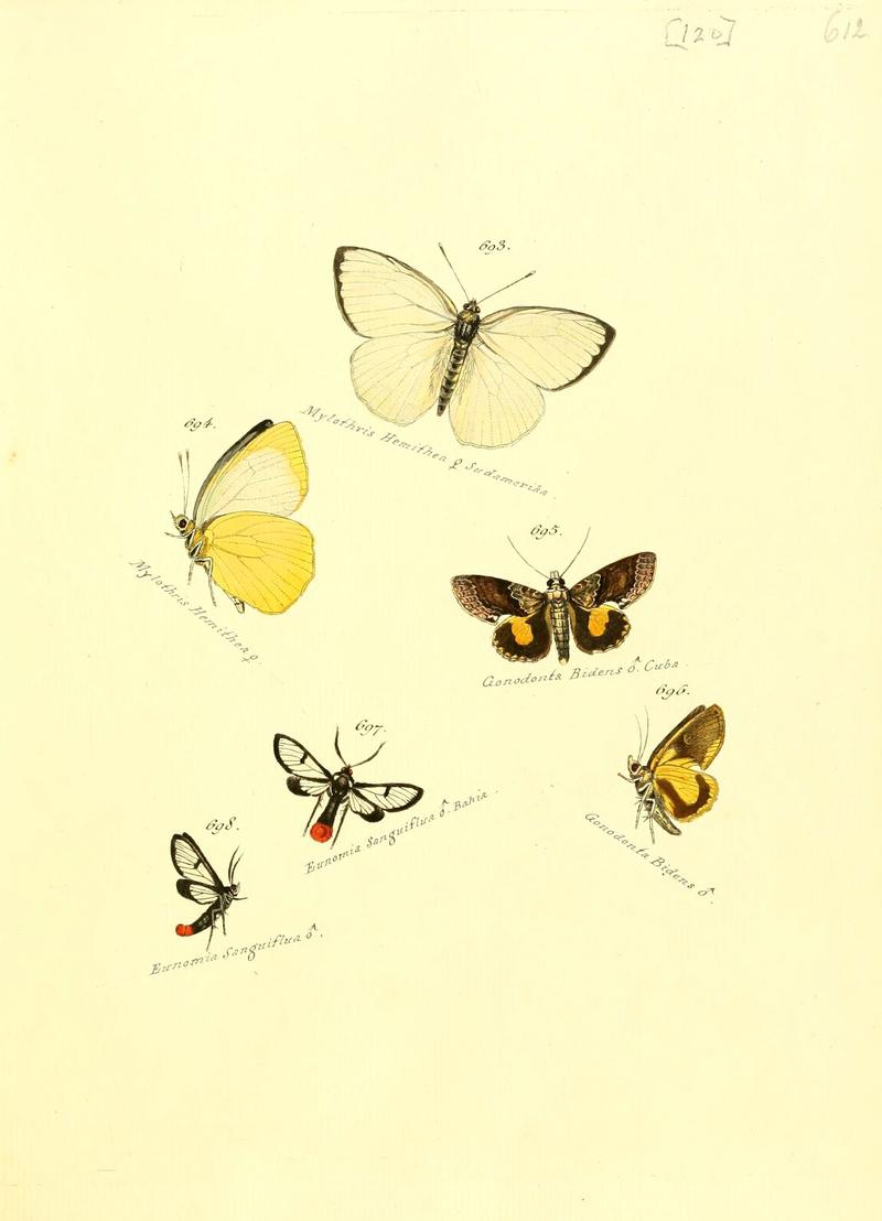 Zuträge zur Sammlung exotischer Schmettlinge (sic) (Plate 120) (6105911099)
