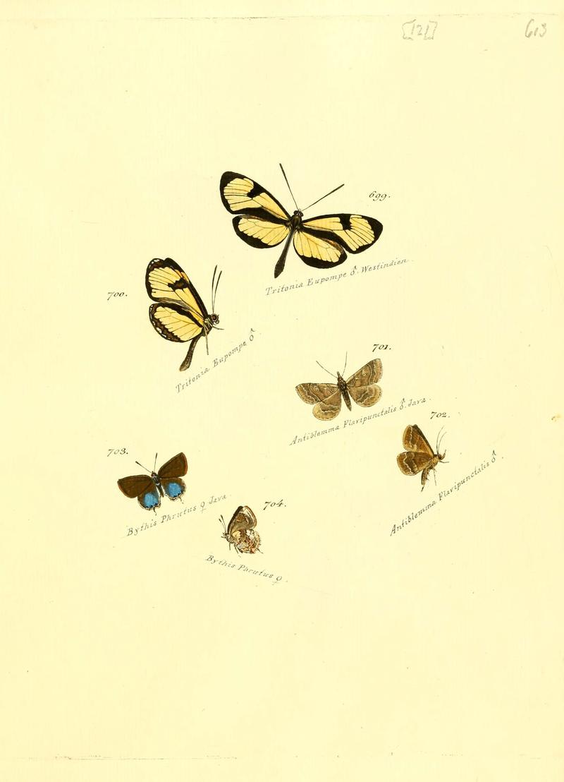 Zuträge zur Sammlung exotischer Schmettlinge (sic) (Plate 121) (6106456900)