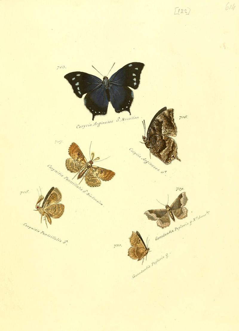 Zuträge zur Sammlung exotischer Schmettlinge (sic) (Plate 122) (6106457168)