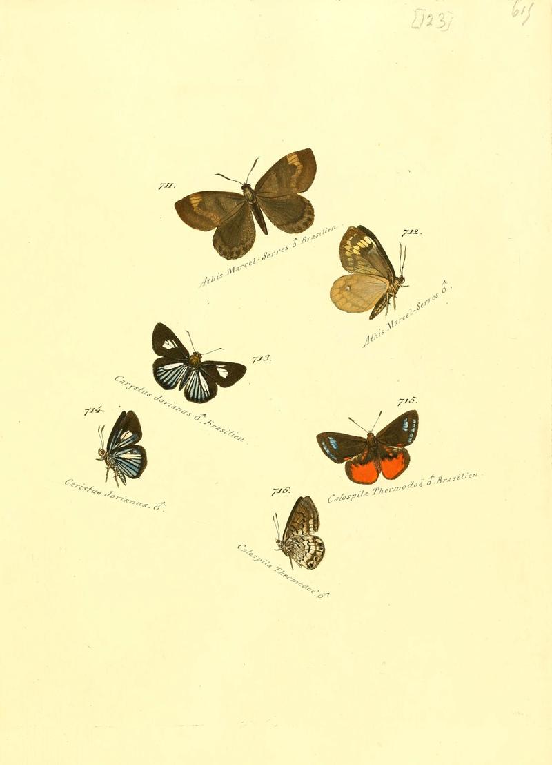 Zuträge zur Sammlung exotischer Schmettlinge (sic) (Plate 123) (6106457468)
