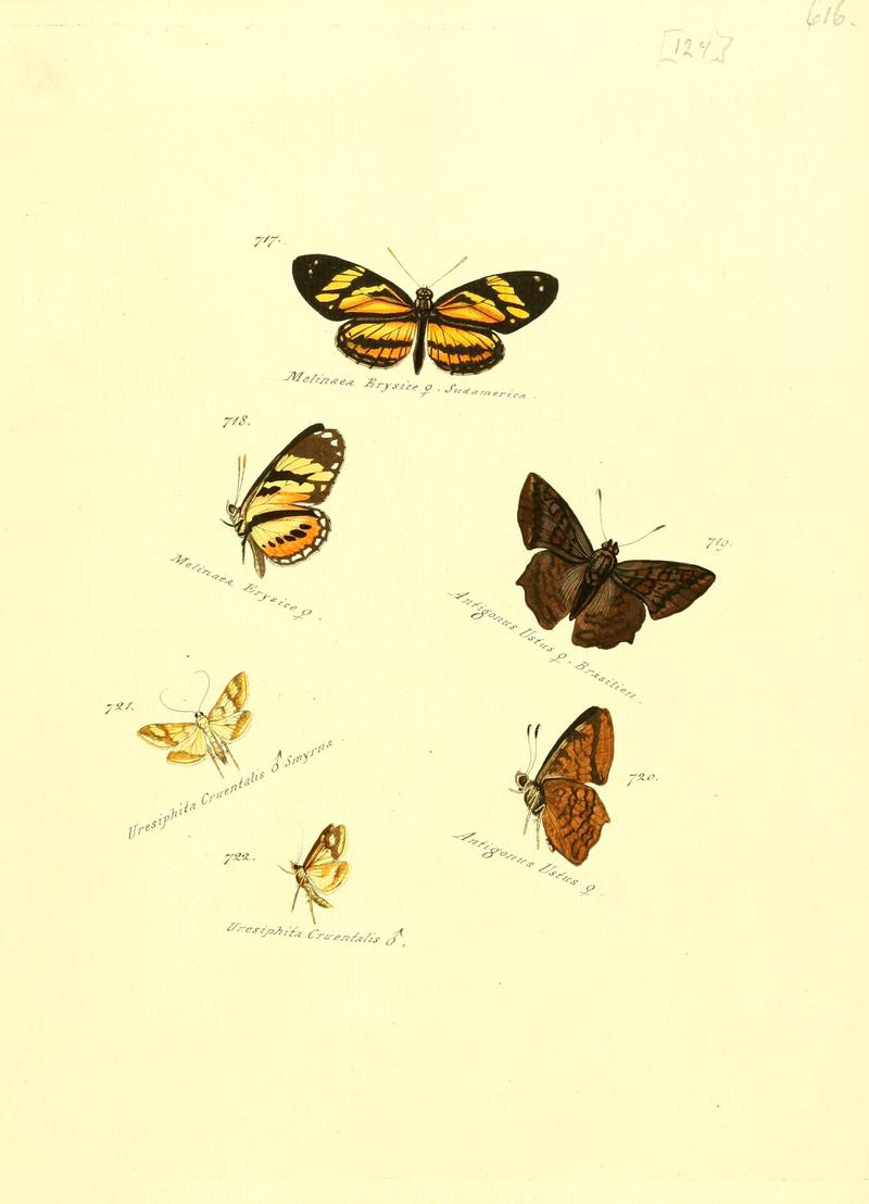 Zuträge zur Sammlung exotischer Schmettlinge (sic) (Plate 124) (6106457646)