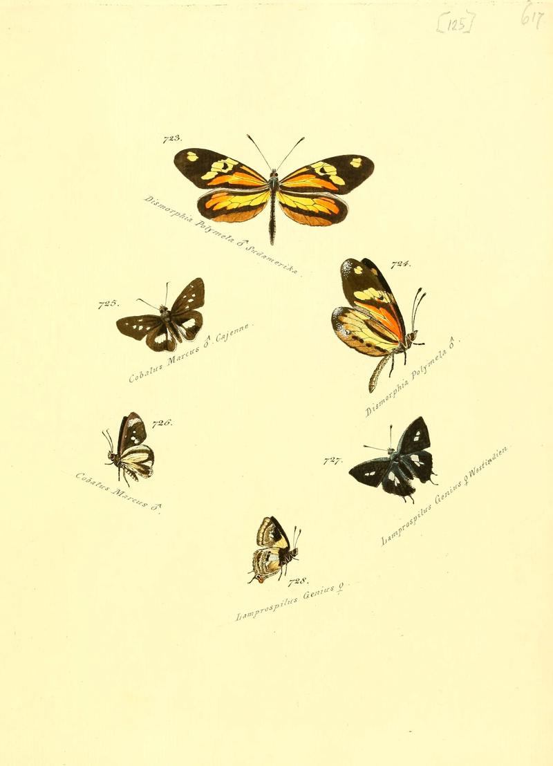 Zuträge zur Sammlung exotischer Schmettlinge (sic) (Plate 125) (6105912281)