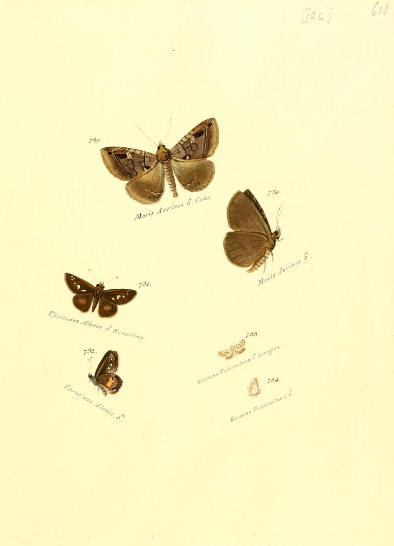 Zuträge zur Sammlung exotischer Schmettlinge (sic) (Plate 126) (6106458140)